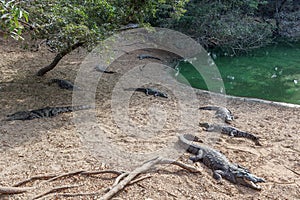 Group of ferocious crocodiles or alligators basking in sun