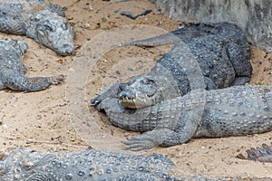 Group of ferocious crocodiles or alligators basking in sun