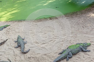 Group of ferocious crocodiles or alligators basking in sun