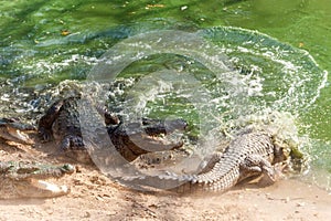 Group of ferocious crocodiles or alligators fighting for prey under water