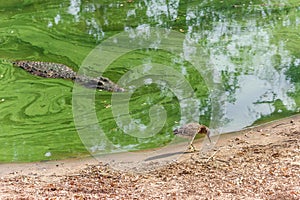 Group of ferocious crocodiles or alligators under water