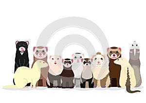 Group of ferrets photo