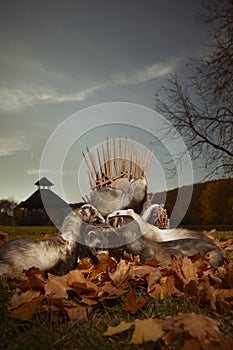 Group of ferrets outdoor around rusty sword throne