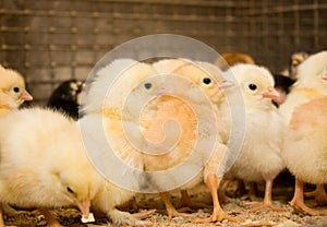 Group of few days old baby chicken