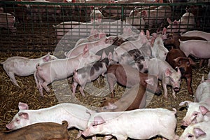 Group of few weeks old piglets at rural bio animal farm