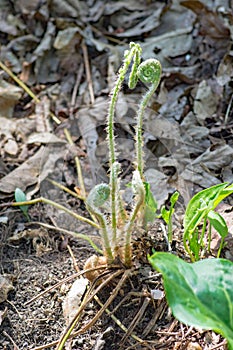 Group of Fiddlehead Ferns, Matteuccia struthiopteris