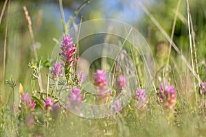 A group of field cow-wheat Melampyrum arvense