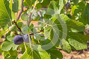 Group of figs as fruit hanging at fig branch