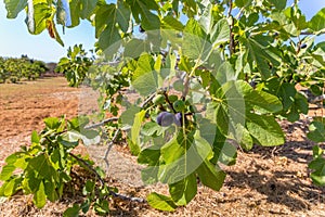 Group of figs as fruit hanging in orchard