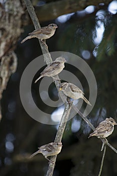 Group of finches on limb