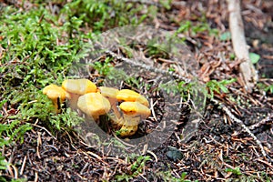 Group of finferli (gallett) mushrooms found in the forest