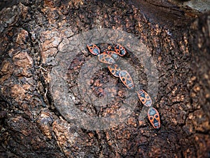 A group of fire bugs sitting on a trunk