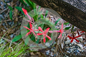 Group of Fire Pink Wildflowers