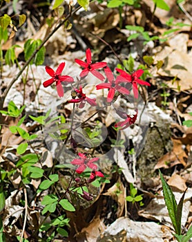 Group of Fire Pink Wildflowers, Silene virginica