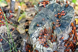 Group of firebug, Pyrrhocoris apterus on stump