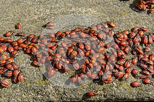 A group of firebugs (Pyrrhocoris apterus). An aggregation of firebugs