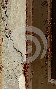 A group of firebugs (Pyrrhocoris apterus). An aggregation of firebugs