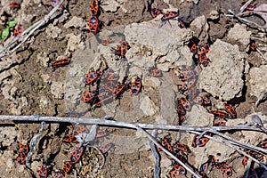 Group of firebugs Pyrrhocoris apterus in nature