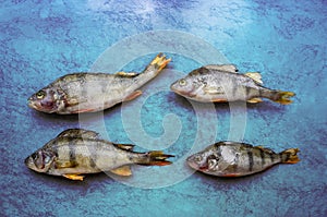 A group of fish on a blue background