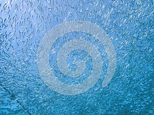 Group of fish in the coral reef during a dive in Bali