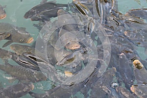 A group of fish eating in a lake