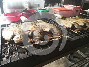 Group fish on the grill