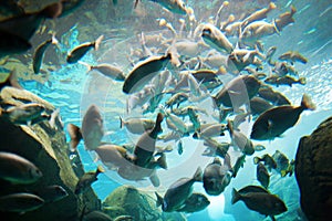 Group of fish i