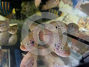 Group of fish inside a beautiful aquarium photo