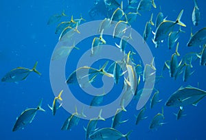 Group of fish photo