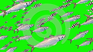 Group of fish ocean sea green screen 3D Animation Rendering