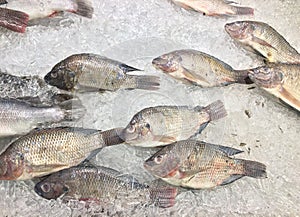 Group of fish,Oreochromis nilotica freezing on ice