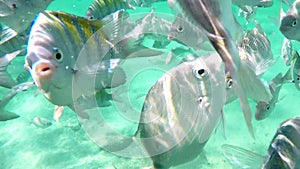 A group of fish swimming fast and close to the camera in a frenzy in crystal clear water