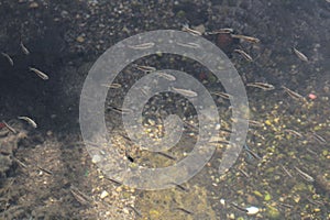 Group of fish swims in unison in a tranquil water, beneath the rays of the sun