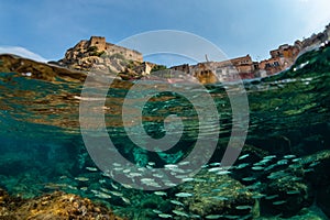 A group of fish in a typical Mediterranean seabed