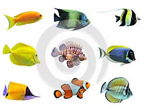 Group of fishes photo