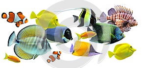 Group of fishes