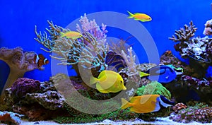 Group of fishes in dream coral reef aquarium tank