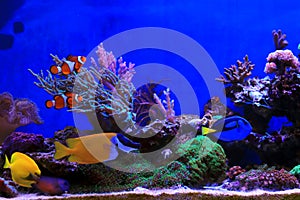 Group of fishes in dream coral reef aquarium tank