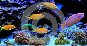 Group of fishes in dream coral reef aquarium tank