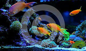 Group of fishes in dream coral reef aquarium tank