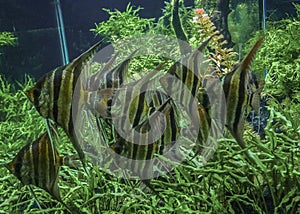 Group of Fishes on Fishbowl