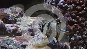 Group of fishes swimming in an aquarium. A school of inhabitants in oceanarium.