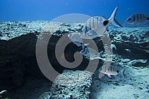 Group of fishes swimming photo