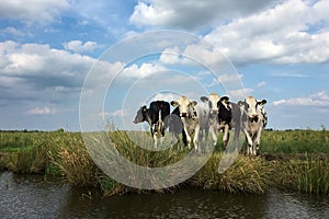 Group of five cows standing at a canal in East Frisia watching a boat go by on a warm summer day with blue sky and