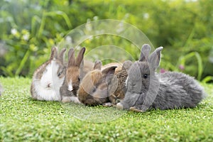 Group of five cuddly furry rabbit bunny lying down sleep together on green grass over natural background. Family baby rabbits