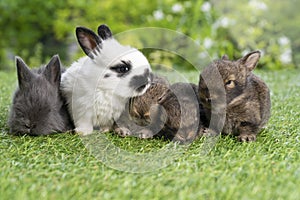 Group of five cuddly furry rabbit bunny lying down sleep together on green grass over natural background. Family baby rabbits