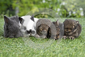 Group of five cuddly furry rabbit bunny lying down sleep together on green grass over natural background. Family baby rabbits