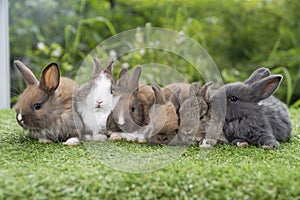 Group of five cuddly furry rabbit bunny lying down sleep together on green grass over natural background. Family baby rabbits