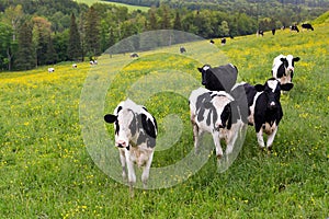 Group of five curious black and white Holstein cows standing staring in a hilly field covered in yellow wildflowers