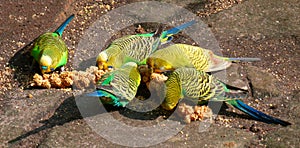 Parakeets love millet just as much as many other birds